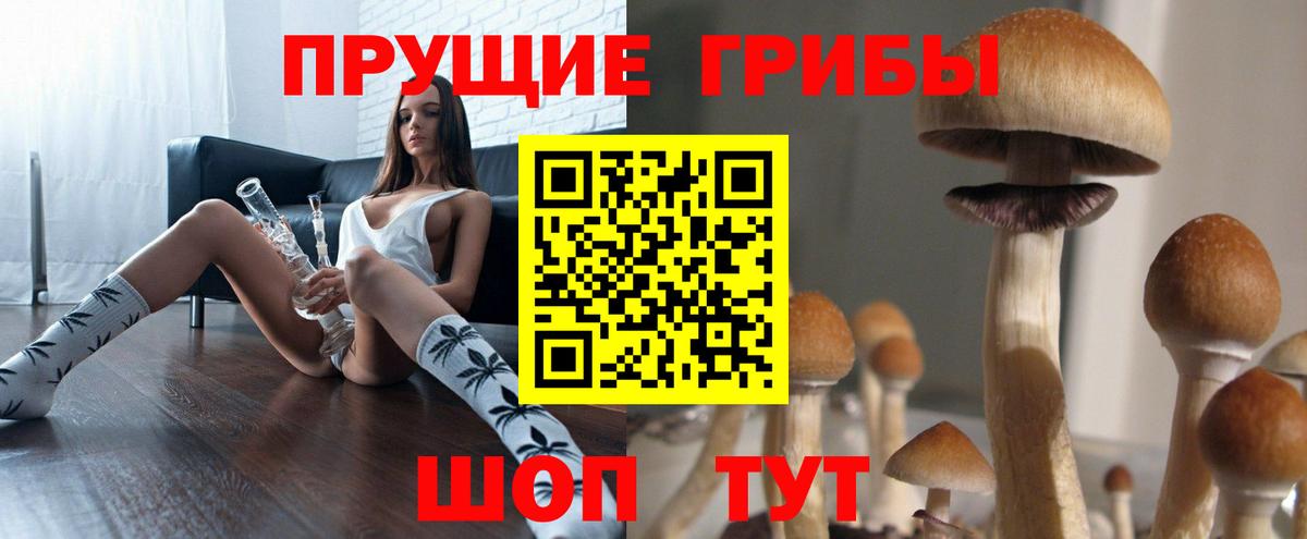 Псилоцибиновые грибы Cubensis Уссурийск